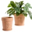 Honeybloom Indoor Terracotta Dragonfly Pot, Medium