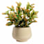 Honeybloom Indoor Ivy Beige Ceramic Planter, Medium