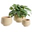 Honeybloom Indoor Ivy Beige Ceramic Planter, Medium