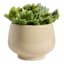 Honeybloom Indoor Ivy Beige Ceramic Planter, Small