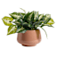 Honeybloom Indoor Ivy Clay Ceramic Planter, Large