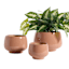 Honeybloom Indoor Ivy Clay Ceramic Planter, Large