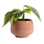 Honeybloom Indoor Ivy Clay Ceramic Planter, Medium