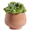 Honeybloom Indoor Ivy Clay Ceramic Planter, Small