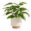 Honeybloom Indoor Cassia White Flower Planter, 7"
