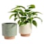Honeybloom Indoor Cassia White Flower Planter, 7"