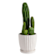 Providence Indoor Bridget White Ceramic Planter with Saucer, 6"