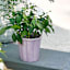 Providence Indoor Vera Purple Planter, 6"