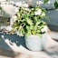 Providence Indoor Daphne White Planter, 4"