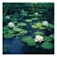 Waterlilies Canvas Wall Art, 20"