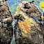 Capybara Pickleball Players Canvas Wall Art, 16x12