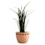 Terracotta Rope Outdoor Planter, Medium