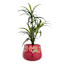 Indoor Acacia Planter, Large