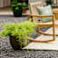 Honeybloom Bloom Outdoor Planter, Medium