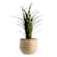 Alana Honey Ceramic Outdoor Planter, Large