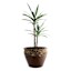 Dallas Brown Outdoor Planter, Large