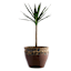 Dallas Brown Outdoor Planter, Medium