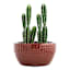Briar Brown Ceramic Outdoor Planter, Medium