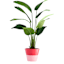 Oh Joy! Pink Egg Outdoor Planter, 13"
