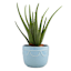 Providence Indoor Daphne Blue Planter, 6"