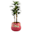 Indoor Acacia Planter, Medium