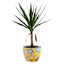 Indoor Amaryllis Planter, Medium