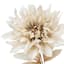 Dahlia Bush, 18"
