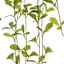 Hanging Plants In Moon Ceramic Pot