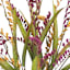 6-Head Panicle Bush