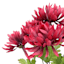 Mum Bush x 6