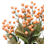 Combo Berry Bush X12