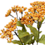 Queen Ann's Lace Bush X6