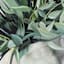 Greenery Canvas Wall Art, 24"
