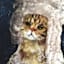 Fancy Cat In Wig Canvas Wall Art, 16x20