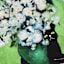 Cat Floral Canvas Wall Art, 16x20