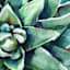 Green Floral Canvas Wall Art, 24"