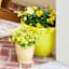 Sunny Club Indoor Yellow Ribbed Planter, 6"