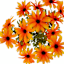 Yellow 20-Head Daisy Bush, 18"