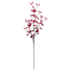 Pink Berries Ste, 31"