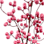 Pink Berries Ste, 31"