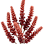 Red Heather Pick, 10"