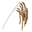 Yellow Heather Hanging Stem, 44"
