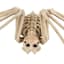 Halloween Spider Skeleton, Medium