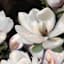 Black & White Floral Canvas Wall Art, 40x30