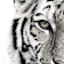 Glass Tiger Print Wall Art, 22x28