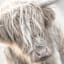 Glass Framed Highland Cow Print Wall Art, 26"