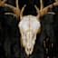 Glass Framed Southwest Skull Print Wall Art, 25x19