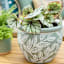 Honeybloom Indoor Juni Green Planter, 7"