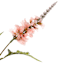 Pink Snapdragon Stem, 38"