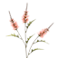 Pink Snapdragon Stem, 38"